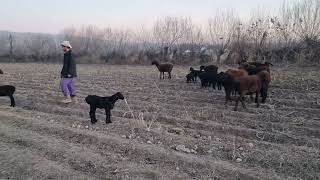 What did the shepherd do with these sheep? 02