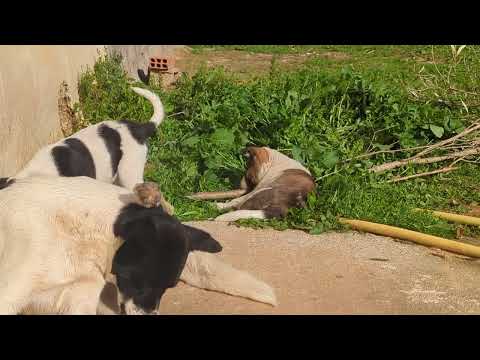 The young puppies are exposed to sunlight alongside their mother for warmth. 