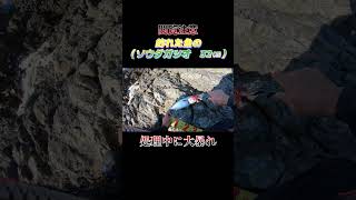 【閲覧注意】魚（ソウダガツオ　32㎝）の処理中に大暴れされた！#shorts #釣り #ショアジギング