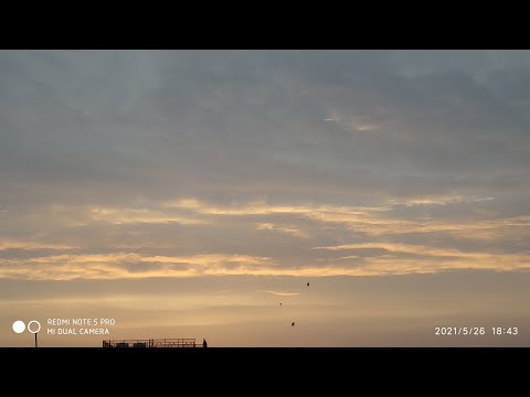 Blossoms of flowers and Bird chirping and relaxing music in the morning☀️☀️