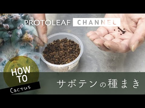 園芸 サボテンの種を集める方法は?