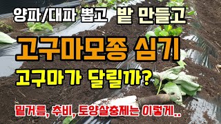 양파대파 뽑고 고구마밭 만들고 고구마모종 심기 늦게 심어도 고구마가 달릴까? 고구마밑거름, 추비, 친환경토양…