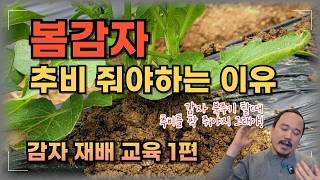 봄감자에 추비(웃거름) 이제는 꼭 챙겨주세요 수확량이 급격하게 늘어납니다 | 감자 재배교육 1편 | 농사 1…