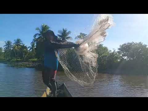 Pescaria de tarrafa em Canavieiras Bahia #pescaria 
