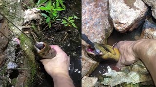 WOW Amazing Fishing eel - #eel Fishing Using Hook EP0012
