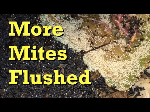 3rd day of baiting mites from ANC systems - worm farm vermicomposting