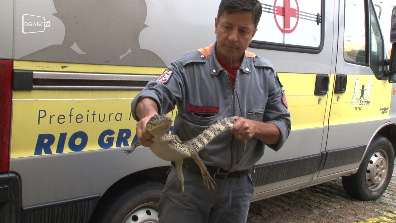Jacaré é encontrado nas ruas de Rio Grande da Serra; veja vídeo