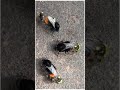 Bumblebee Mating - Red-tailed Bumblebee (Bombus lapidarius) #shorts