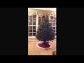Spruce Wayne