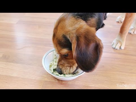 YouTube video about: Can I switch my dogs food cold turkey?