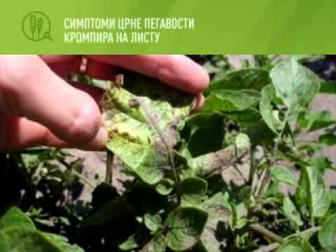 Zelena prognoza 9.6.2014. - Stanje u usevima krompira