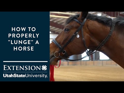 YouTube video about: How to lunge a horse without getting dizzy?