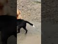 Dog Fight Dogs