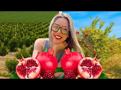 Awesome Agriculture Technology: Pomegranate Cultivation - Pomegranate Farm and Harvest