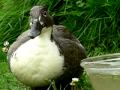 Duck Hiccups