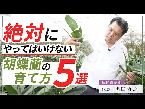 蘭の手入れの 5 つの黄金律 トピックス