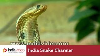 Snake Charmer, Shamsuddin: The Performer of Wonders