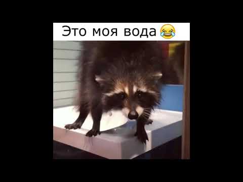 Это просто ШОК! В Алматы енот забрался в чужой дом и помыл посуду😀