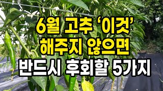 6월 고추 '이것' 해주지 않으면 반드시 후회할 5가지 꼭 확인 하세요