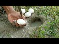 Memancing Menggunakan Telur Ayam