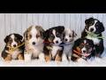 Miniature Australian Shepherd dogs for sale: Gordon  - Video 1