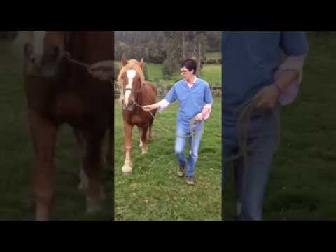 Equine Veterinary Internship in Ecuador - Adelante Abroad