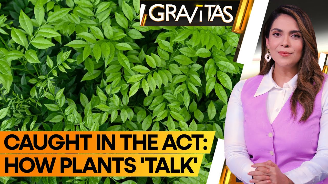 Gravitas | Leaf language: plants can 'talk' to each other