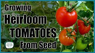 Growing Heirloom Tomatoes from Seed! // Step by Step Instructions