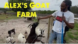 Alex’s goat farm