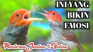 Download lagu Luring the Female Prenjak Makes the Male Prenjak Emotional mp3 Download lagu Luring the Female Prenjak Makes the Male Prenjak Emotional mp3