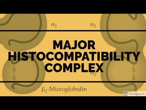 HIV PART 3 II CHAP 6 II ROBBINS 10TH E PATHOLOGY LECTURES II IMMUNE SYSTEM