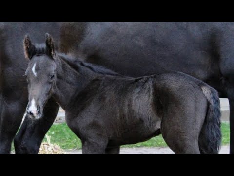UNSER FOHLEN "Bubi" auf der FOHLENSCHAU
