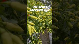 Download lagu TAHAN PATHEK !! Rawit Abayomi. Lebat. Harga jual buah tergolong paling mahal. Benih Unggul. mp3 Download lagu TAHAN PATHEK !! Rawit Abayomi. Lebat. Harga jual buah tergolong paling mahal. Benih Unggul. mp3