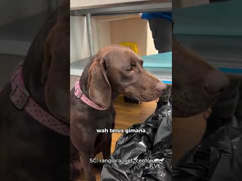 Alasan ANJING Ini Kasian Setelah Gigitin SHAMPO!!!