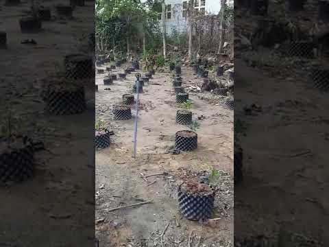 MÔ hình trồng mai bầu ươm v6.!