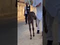 Horse Video Trending Horselover Punjabi Subscribe Shorts