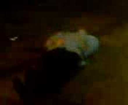 bedlam drum & bass @  Carling -  fucked guy