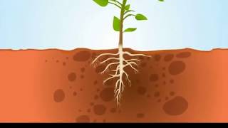 Absorption of Water By Plants | ikenSchoool