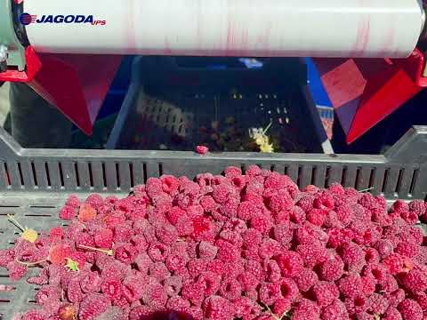 półrzędowy kombajn do zbioru malin jesiennych JAREK 5R raspberry harvester 2022