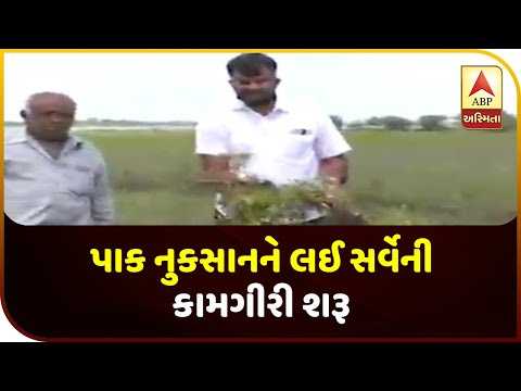 Survey Work On Crop Damage Started In Jamnagar District | ABP Asmita