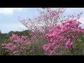 Tabebuia impetiginosa, Flowering trees, natural ...