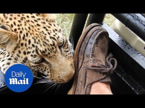 Moment tourist experiences close encounter with young leopard - Daily Mail