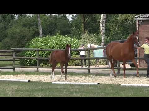 Fohlenrundfahrt 2021 - 03 Hengstfohlen v.  Benicio