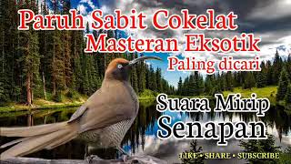 Download lagu Masteran Paling Ampuh Paruh Sabit Cokelat mp3 Download lagu Masteran Paling Ampuh Paruh Sabit Cokelat mp3