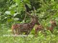 Deer Cervidae Sambar Barking Deer Chital Spotted Deer Forest Video Suresh Elamon