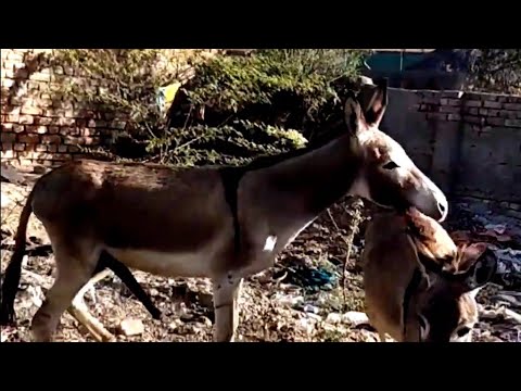 Donkey Mating Video