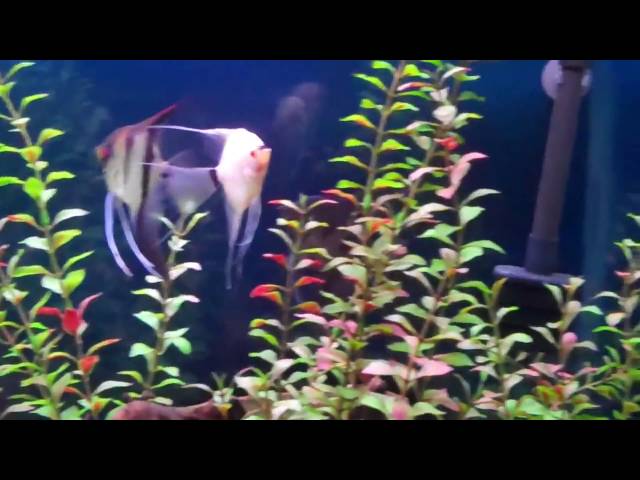 Angel fish + Male Betta