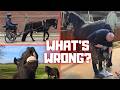 What Have You Done Trouble With The Farrier Peach In Harness A Tournament Friesian Horses