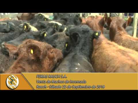 22-09-18 Venta de Machos - Ferias Rauch - Rauch