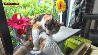 三毛猫フミちゃん  LIVE配信　2026年8月12日　calico cat　(LIVE stream)